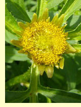 Череда трехраздельная (Bidens tripartita L.) Череда трехраздельная (Bidens tripartita L.)